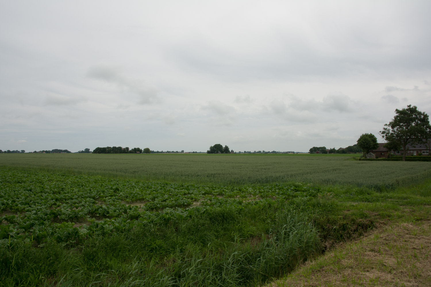 5. Graan