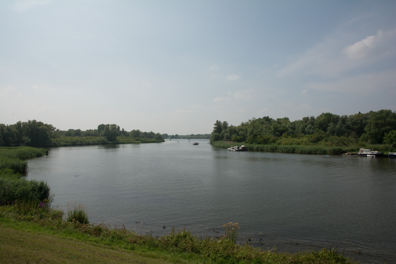 52. Biesbosch