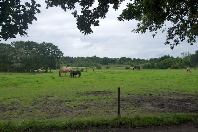 59. Paarden