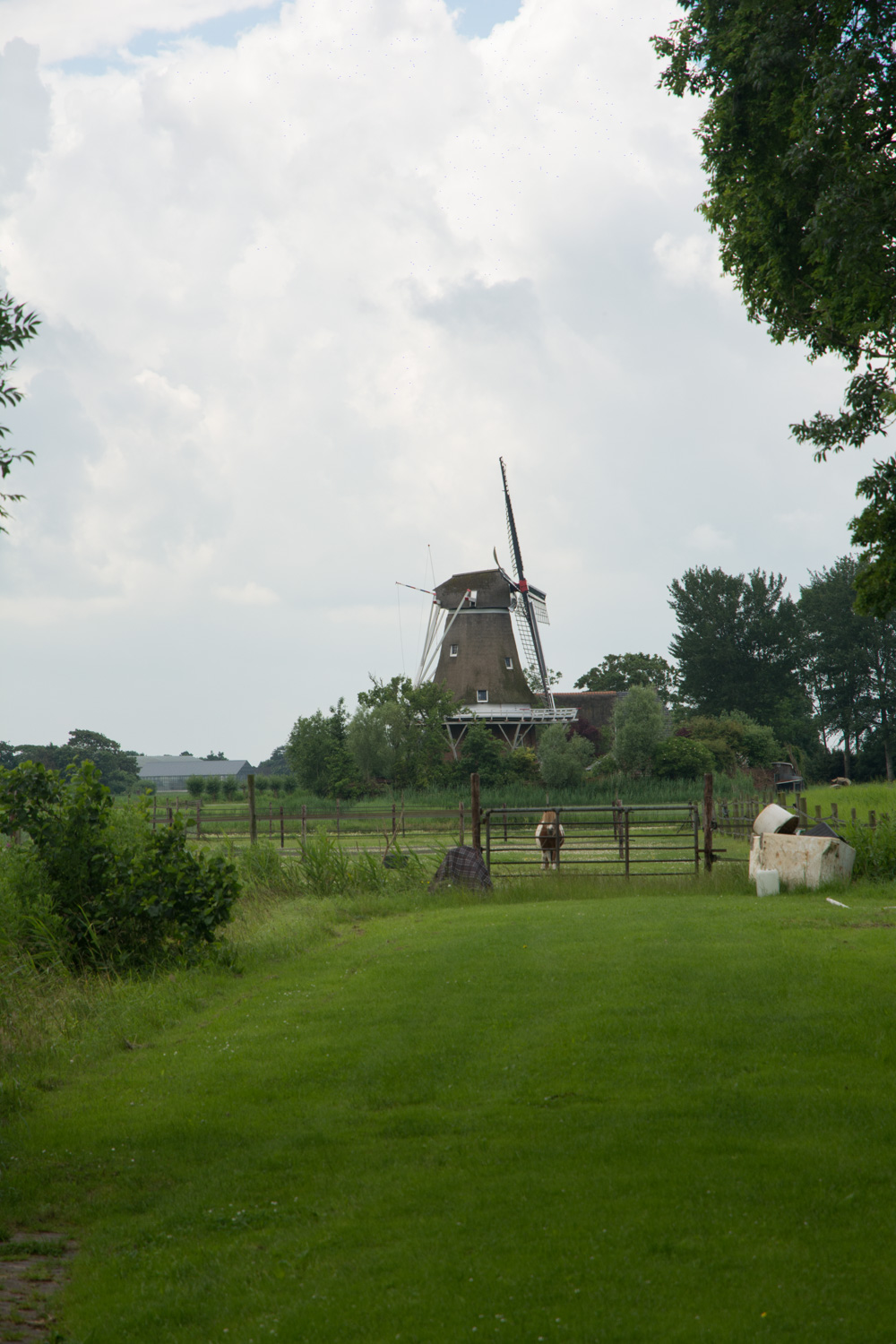 81. Molen De Hond