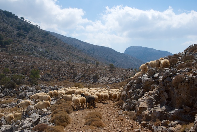 105. Schapen