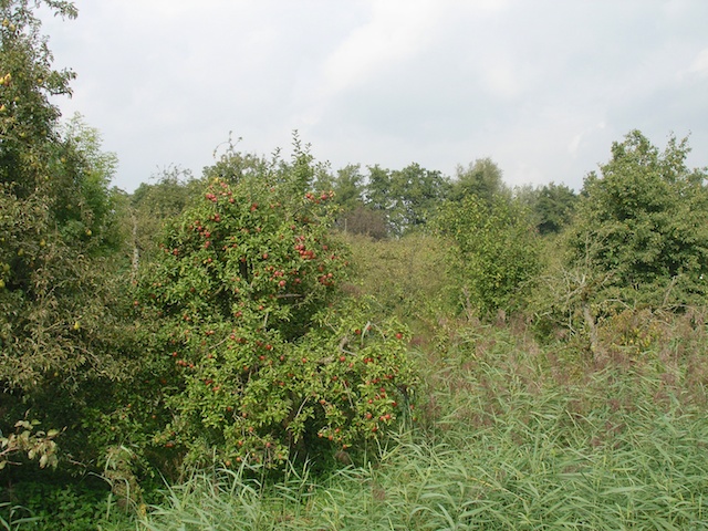 12. Boomgaard