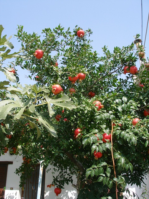 150. Fruitbomen