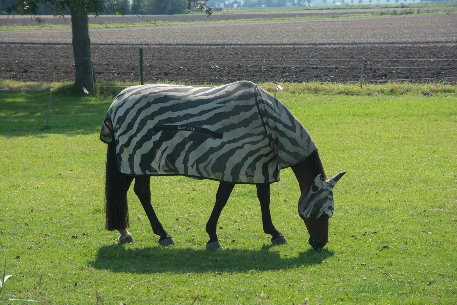 53-zebra