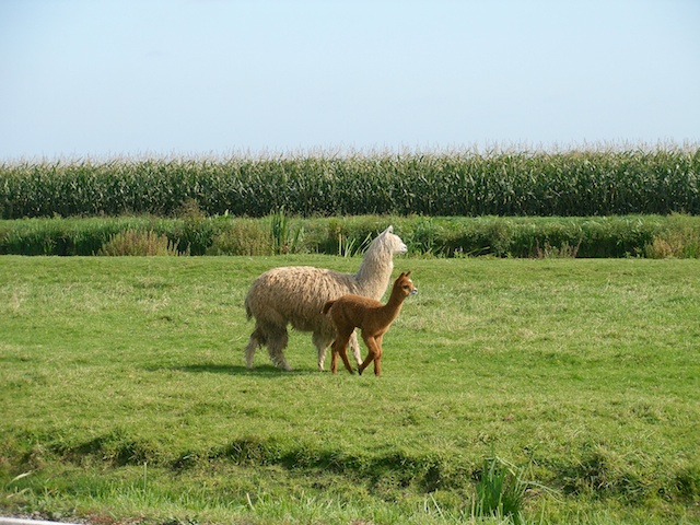 57. Lama