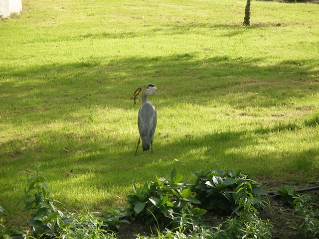 91. reiger