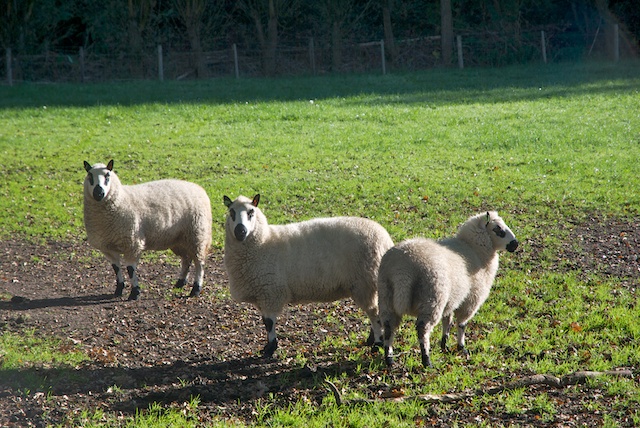 089. Schapen