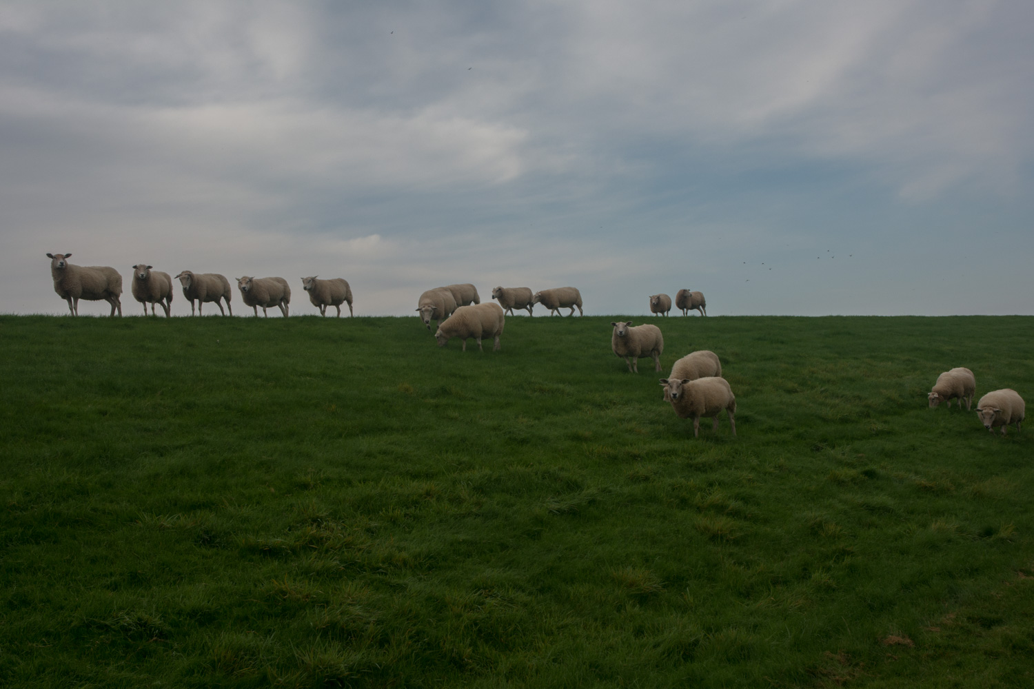127-schapen
