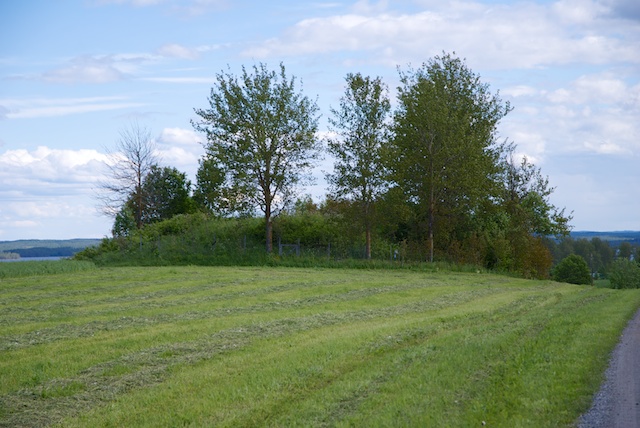 146. Grafheuvel