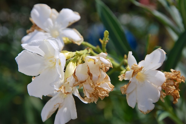 177. Oleander