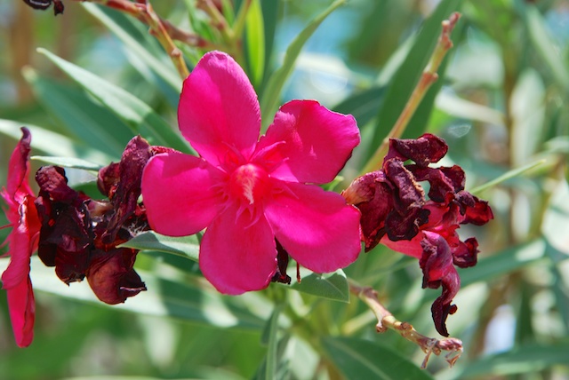 178. Oleander