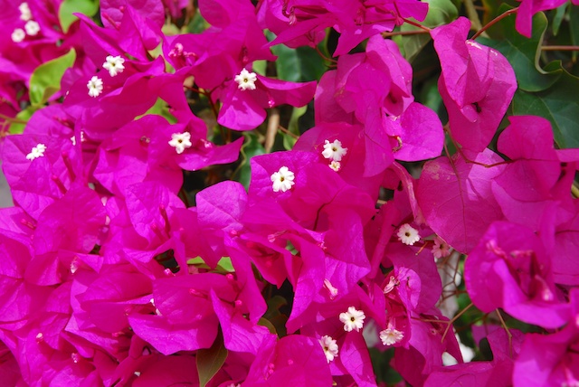 258. Bougainville