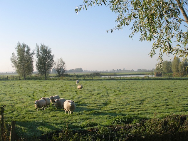 42. Schapen