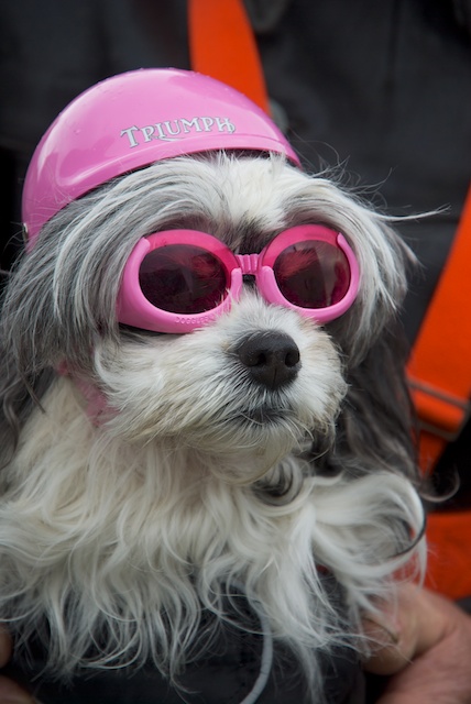 480. Hond