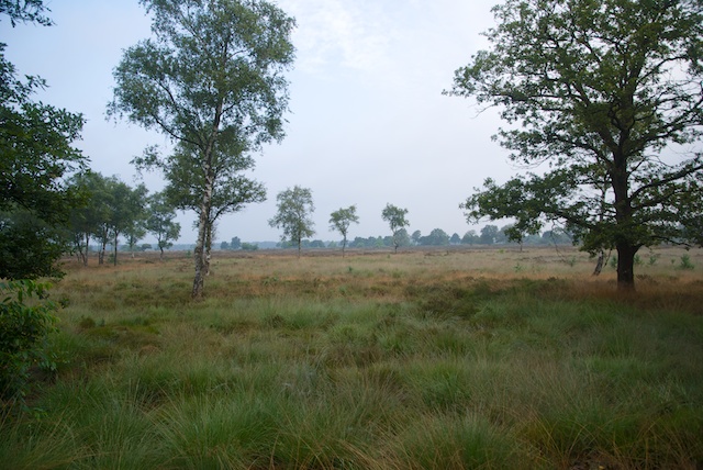 59. Kootwijkse Veld