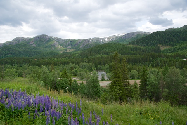 709. Lupine