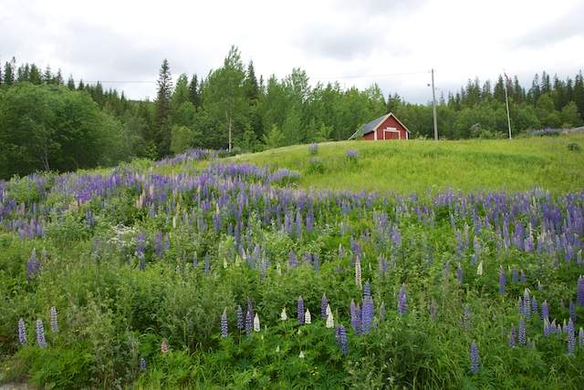 710. Lupine