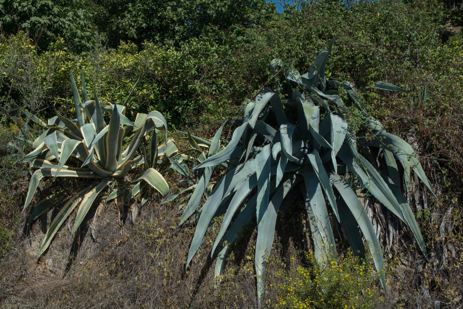 112-agaves