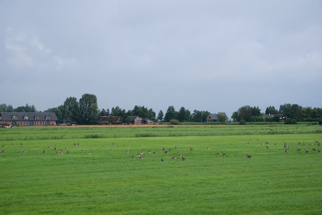 117. Ganzen