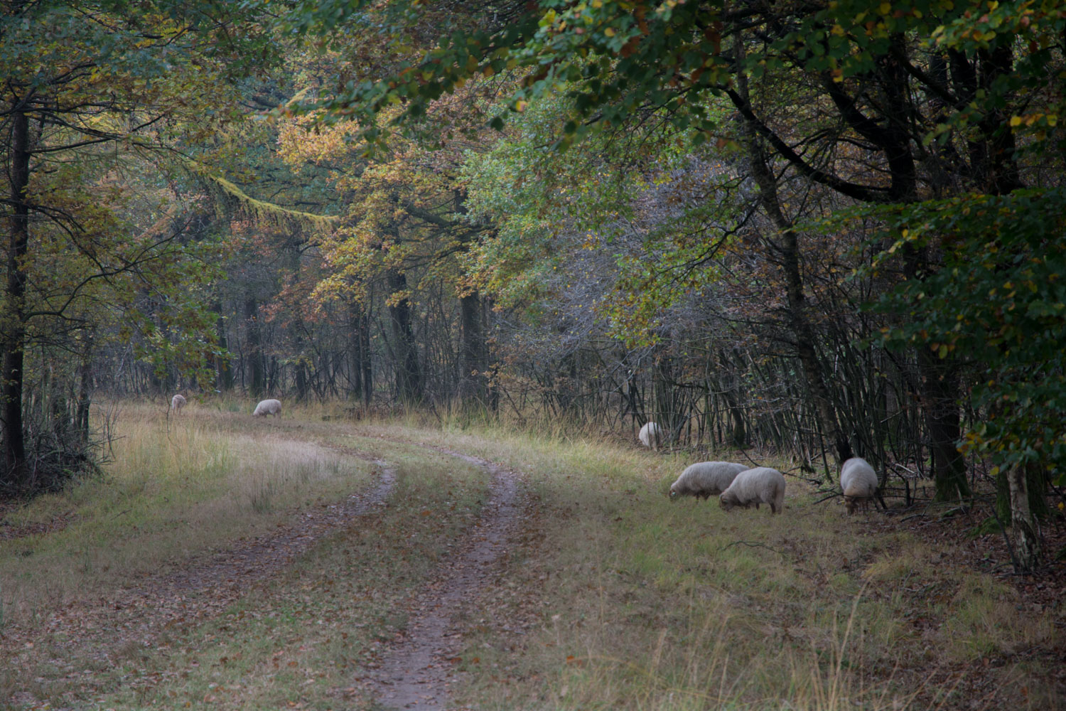 132-schapen