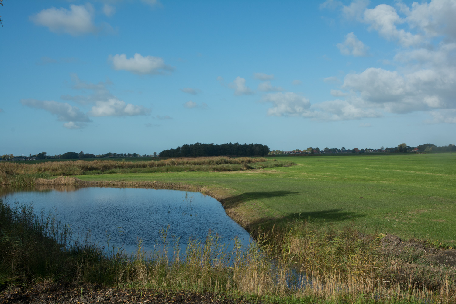 16-eendenkooi