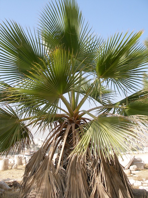 19. Palm