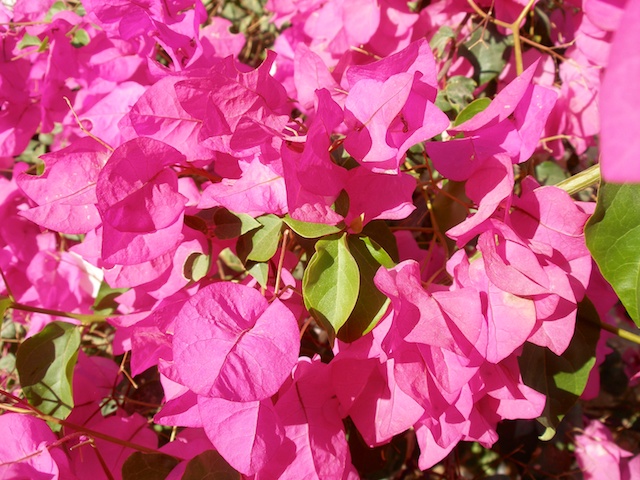 213. Bougainville