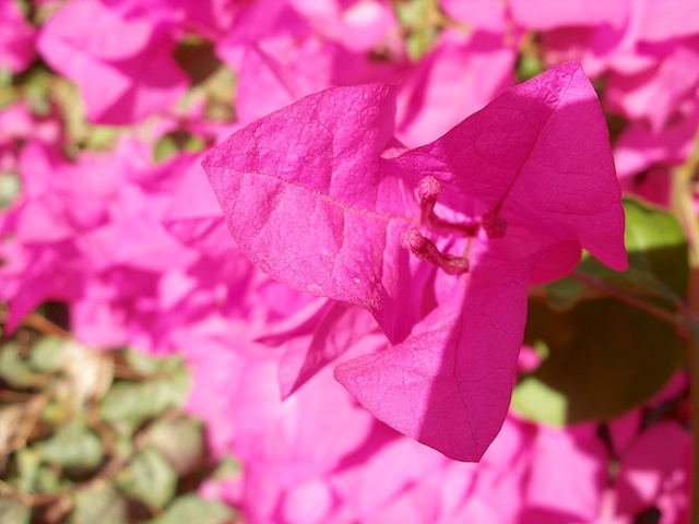 214. Bougainville