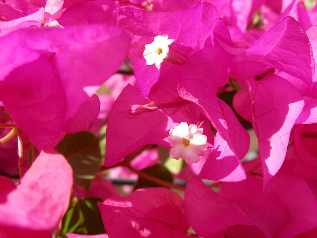 215. Bougainville