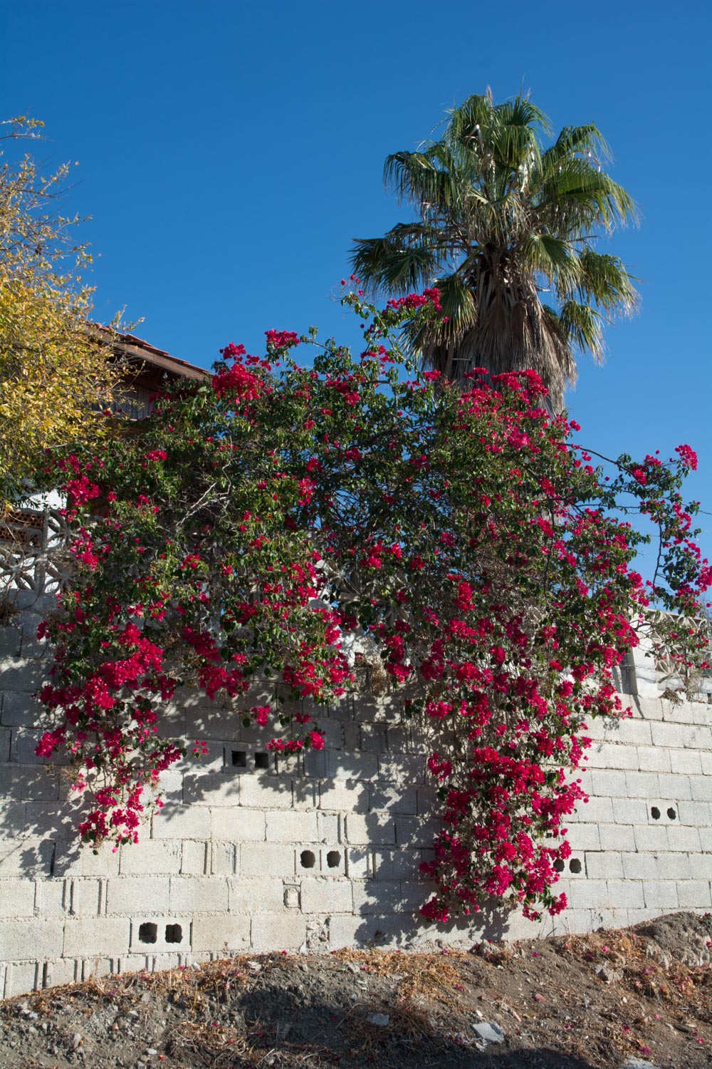 285-bougainville