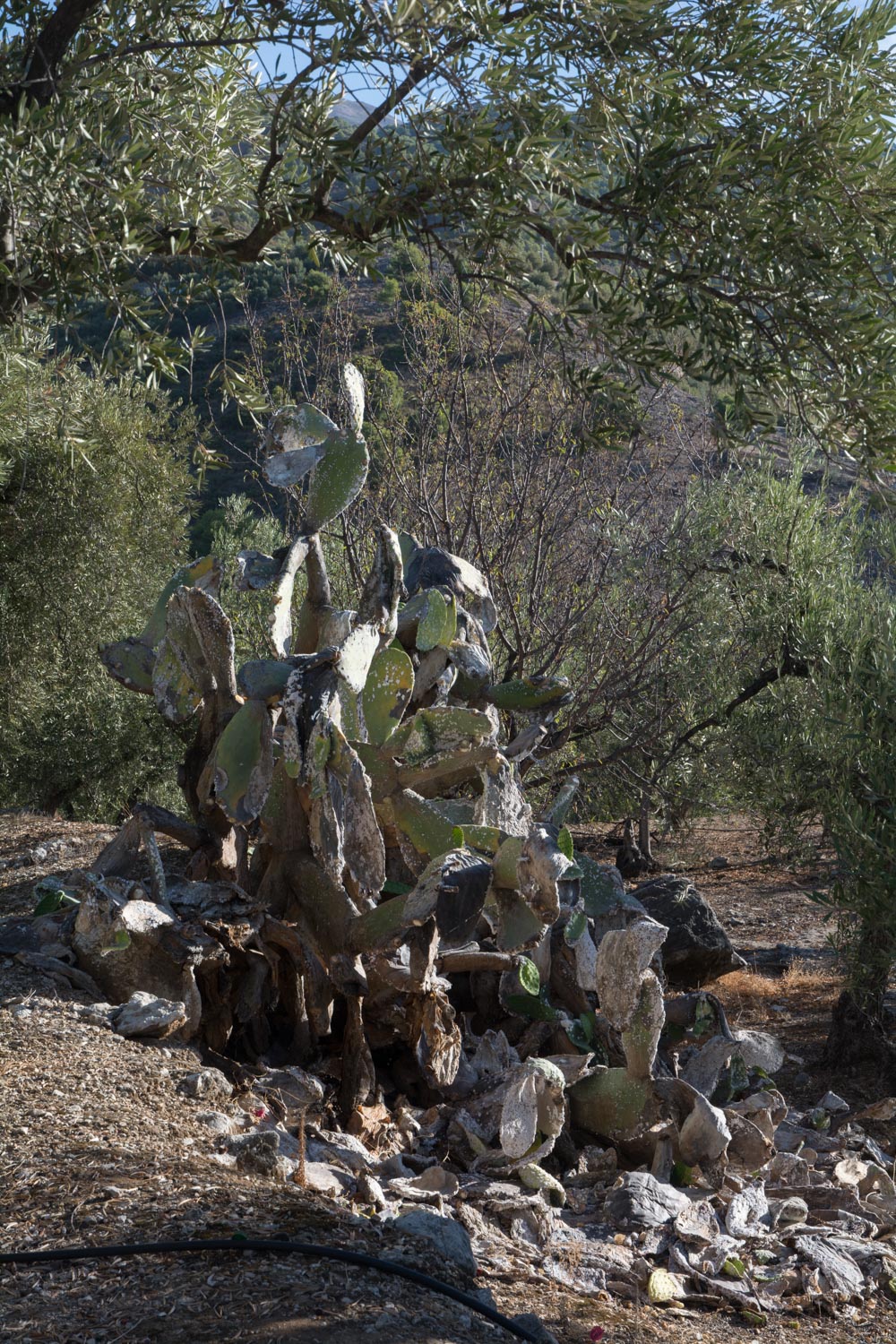 287-cactus