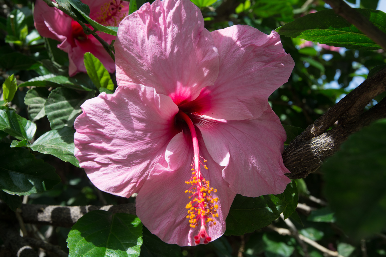 324-hibiscus