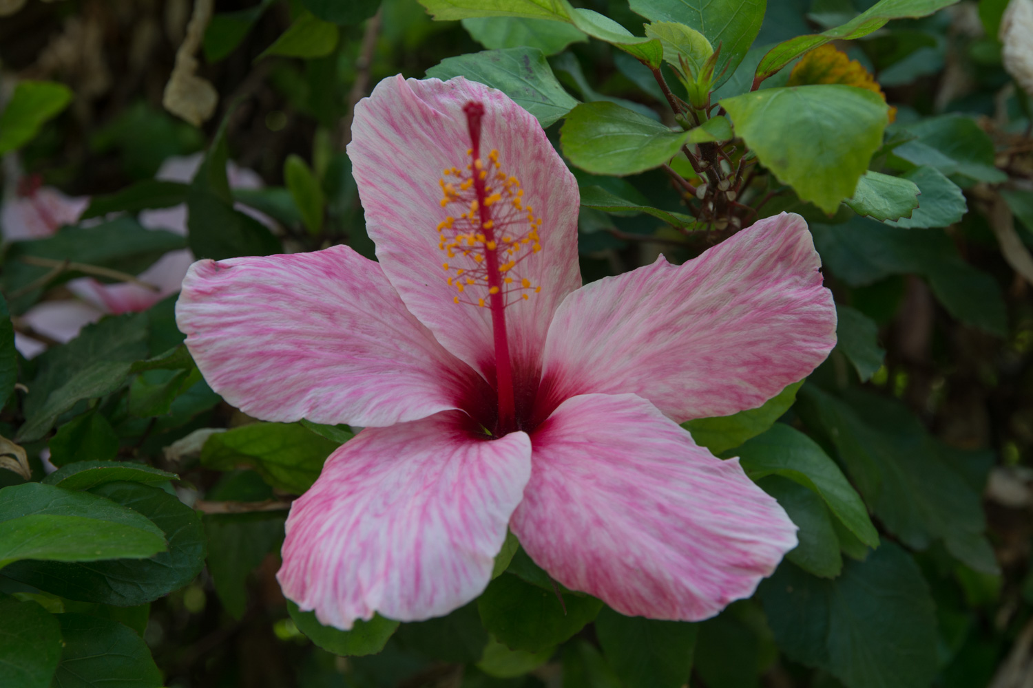 325-hibiscus