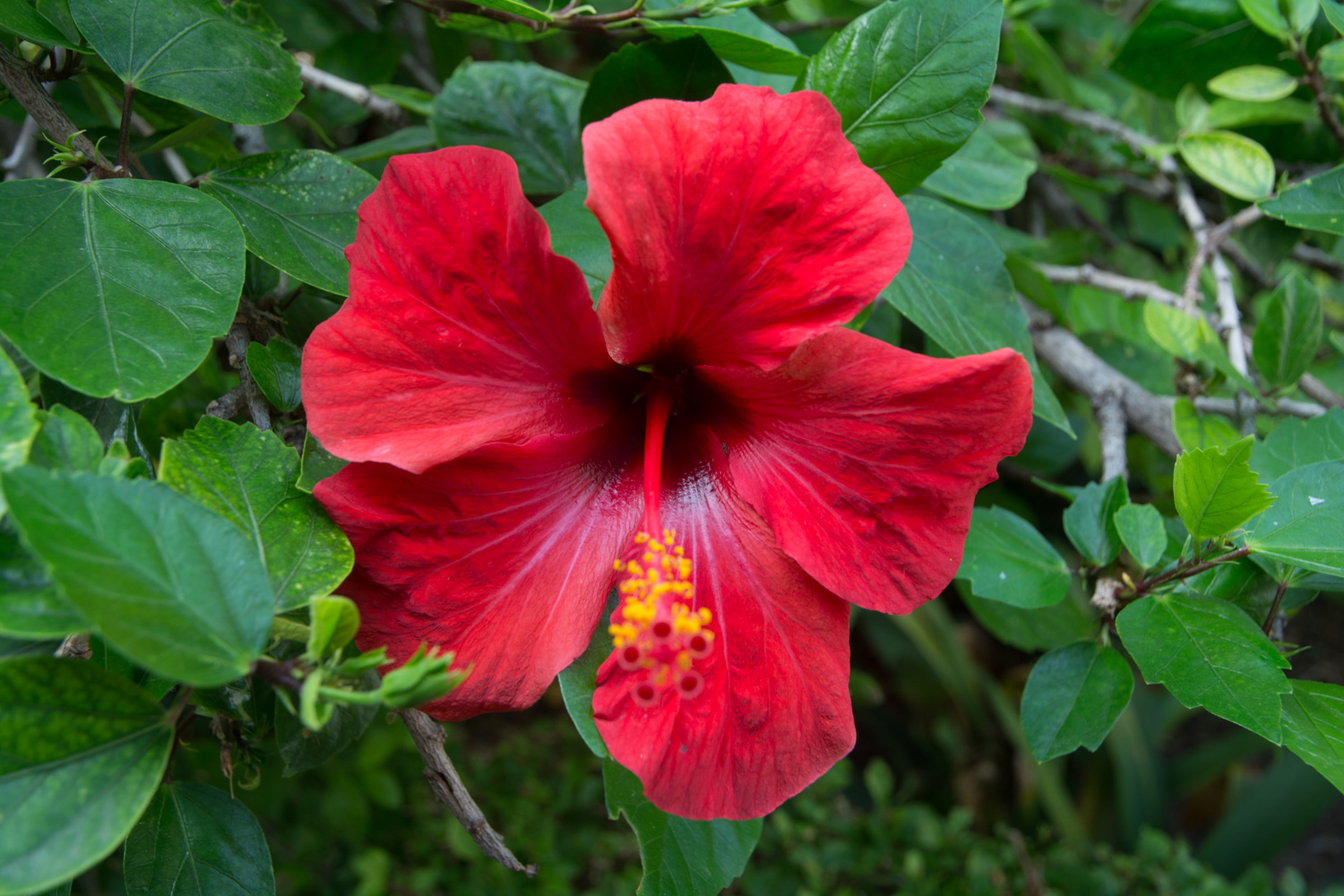 326-hibiscus