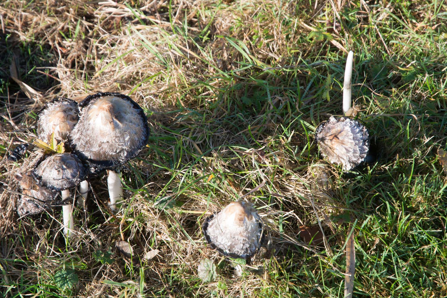 9-herfst