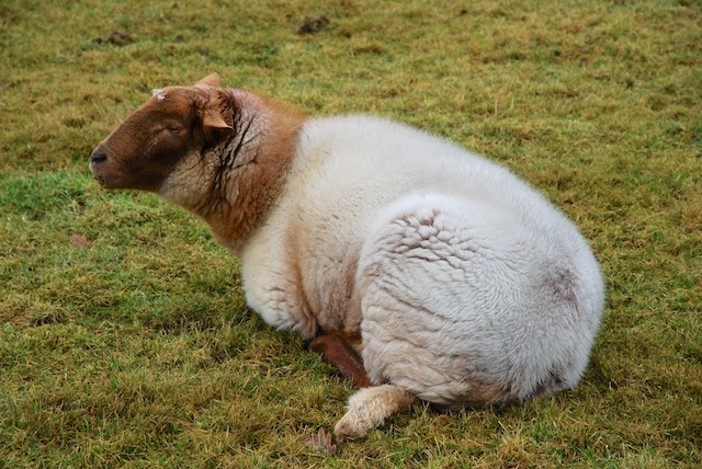 14. Schaap
