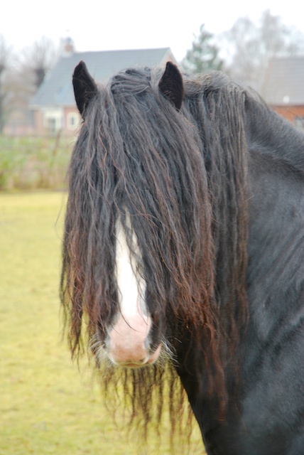 15. Paard