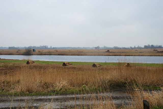 19. Riet