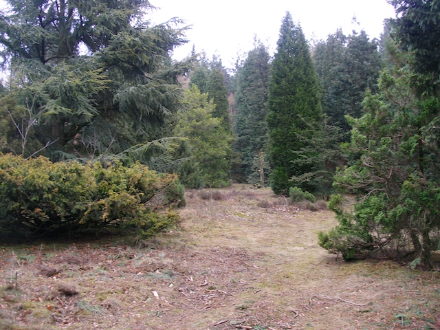 29. Pinetum