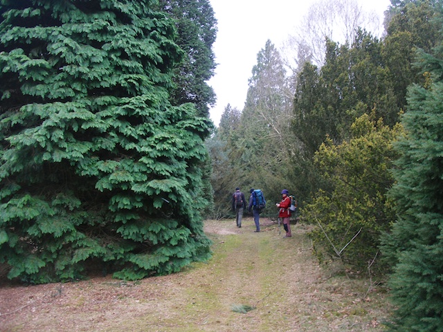 30. Pinetum