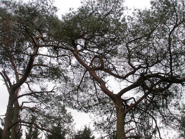 31. Pinetum