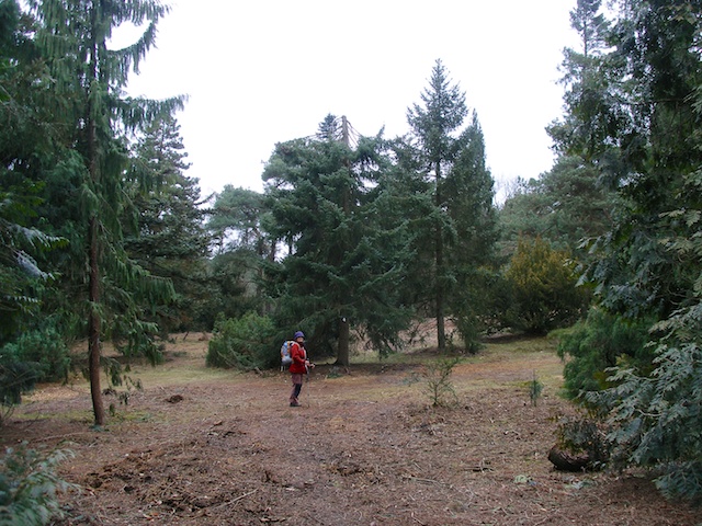 32. Pinetum