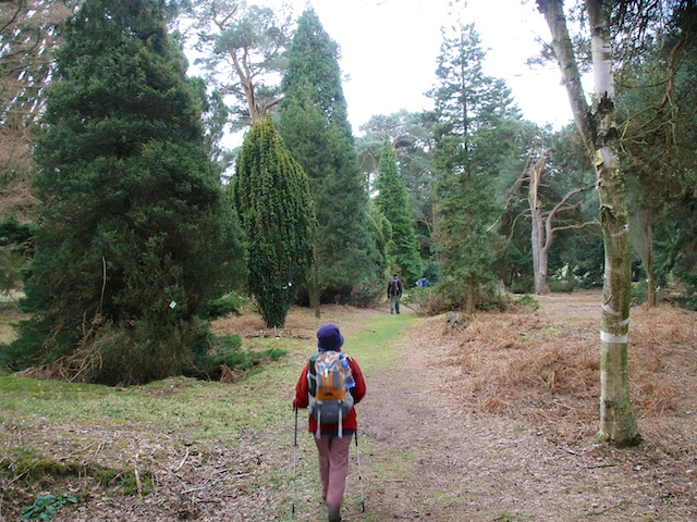 33. Pinetum