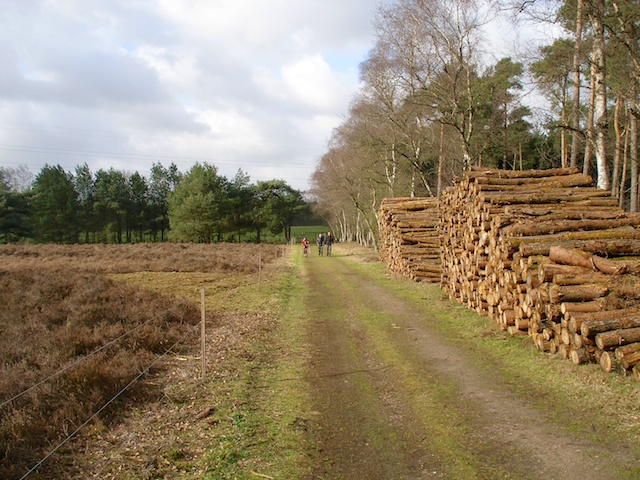 35. Bos