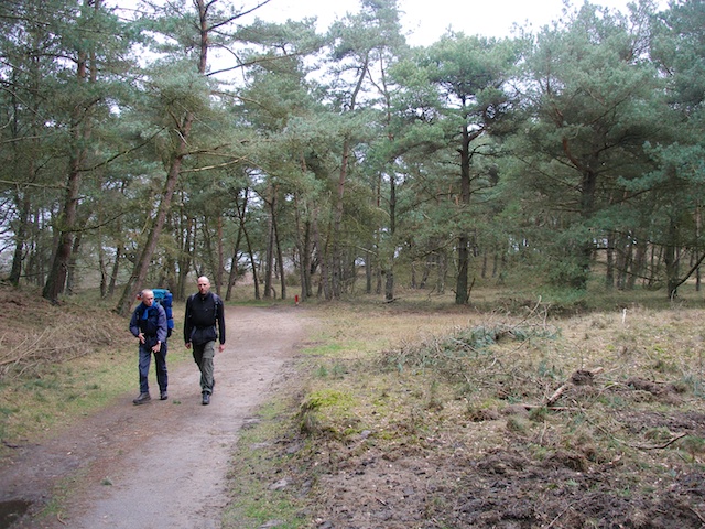 37. Bos