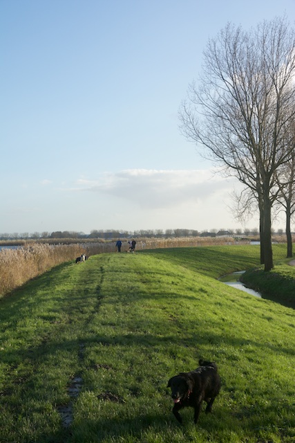 39. Grasdijk