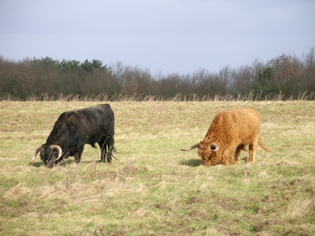 43. Hooglanders