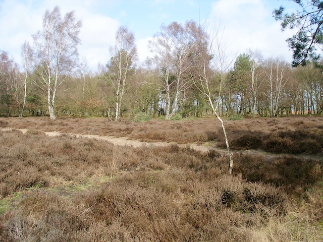 44. Bos en Hei