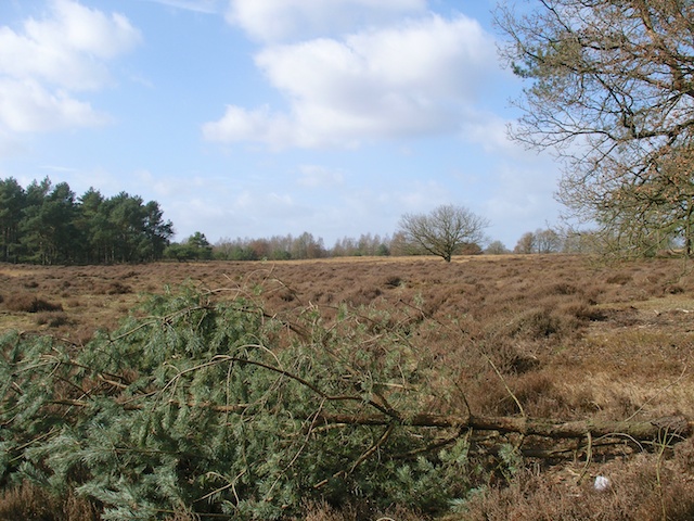 46. Bos en Hei