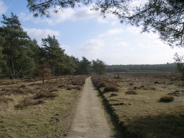 47. Bos en Hei